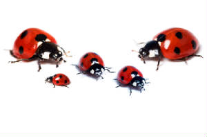 ladybugfamily.jpg