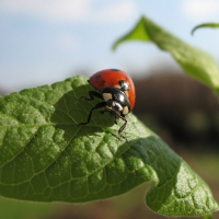 ladybug-eat.jpg